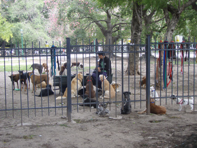 40 Dog social day in Buenos Aires P3160137.jpg